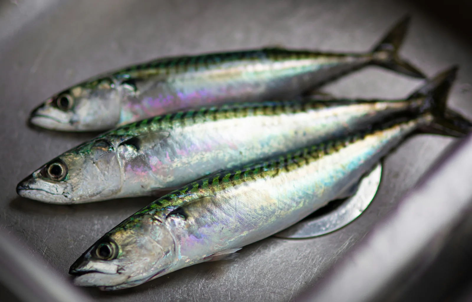 Sardine