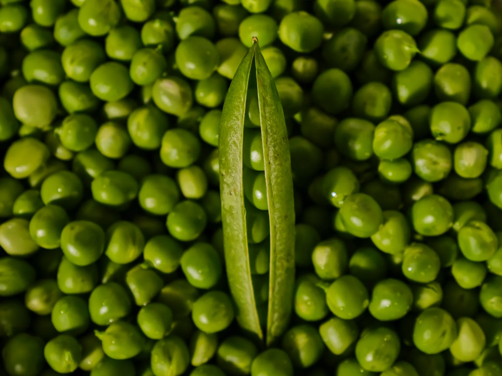 Pois cassés cuits