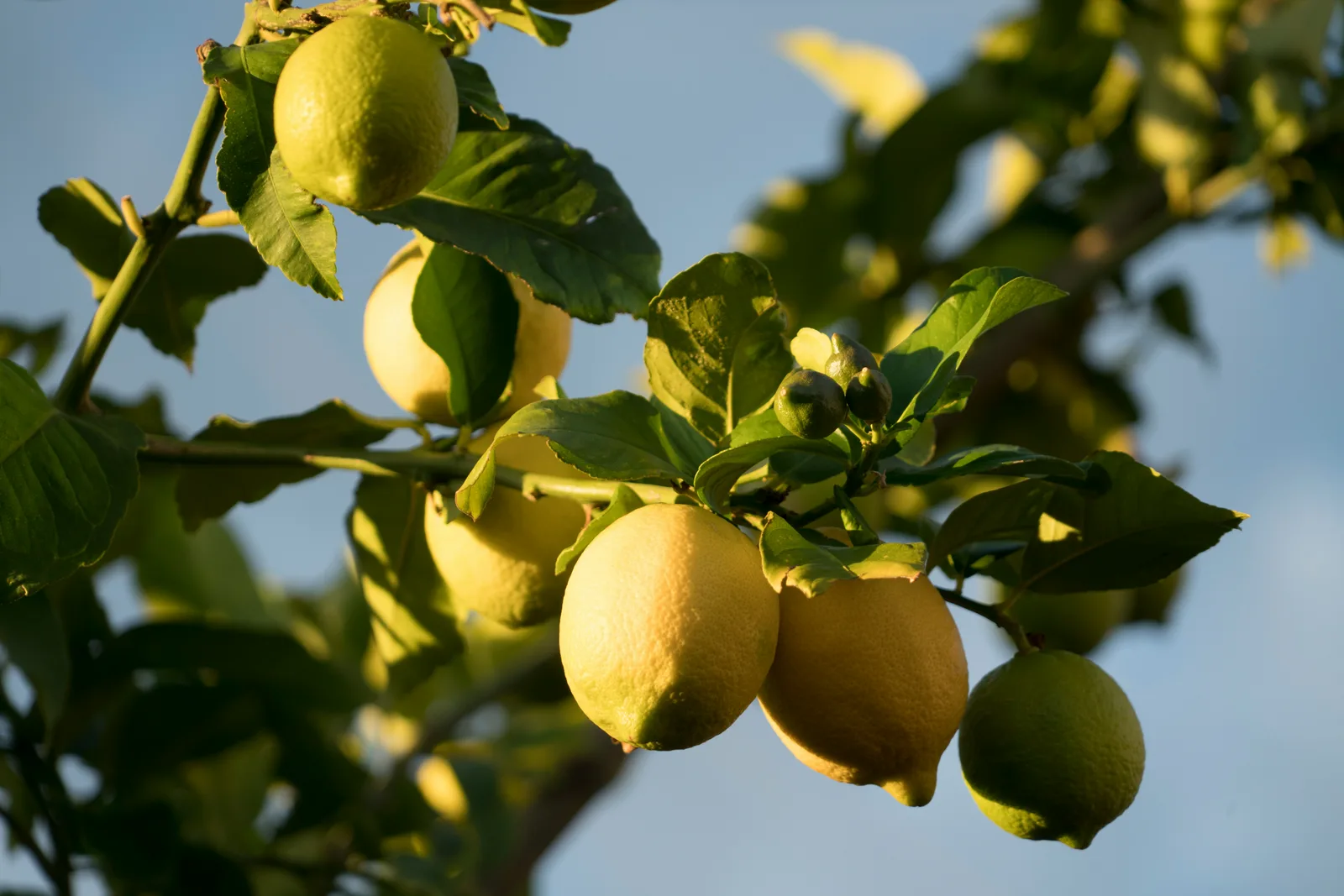 Citron
