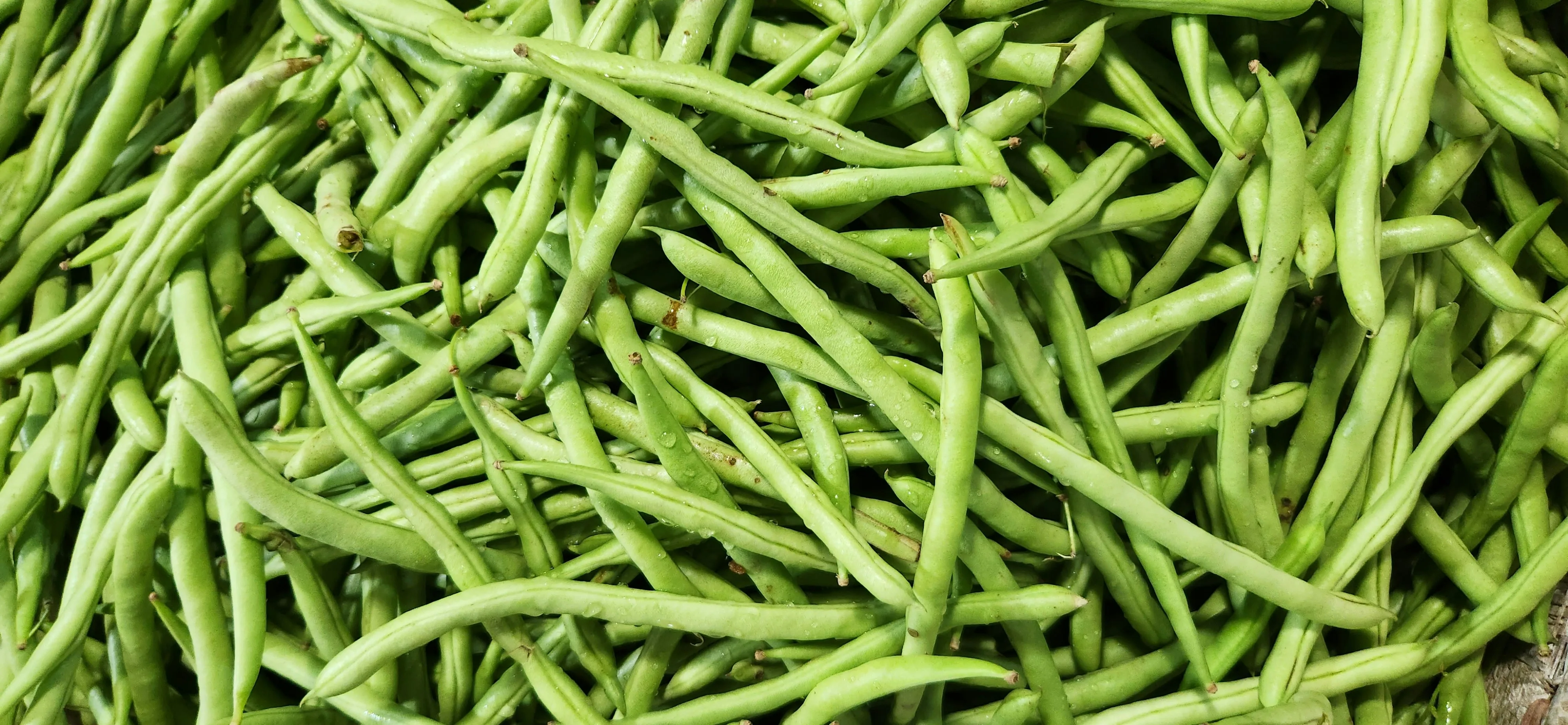 Haricots verts