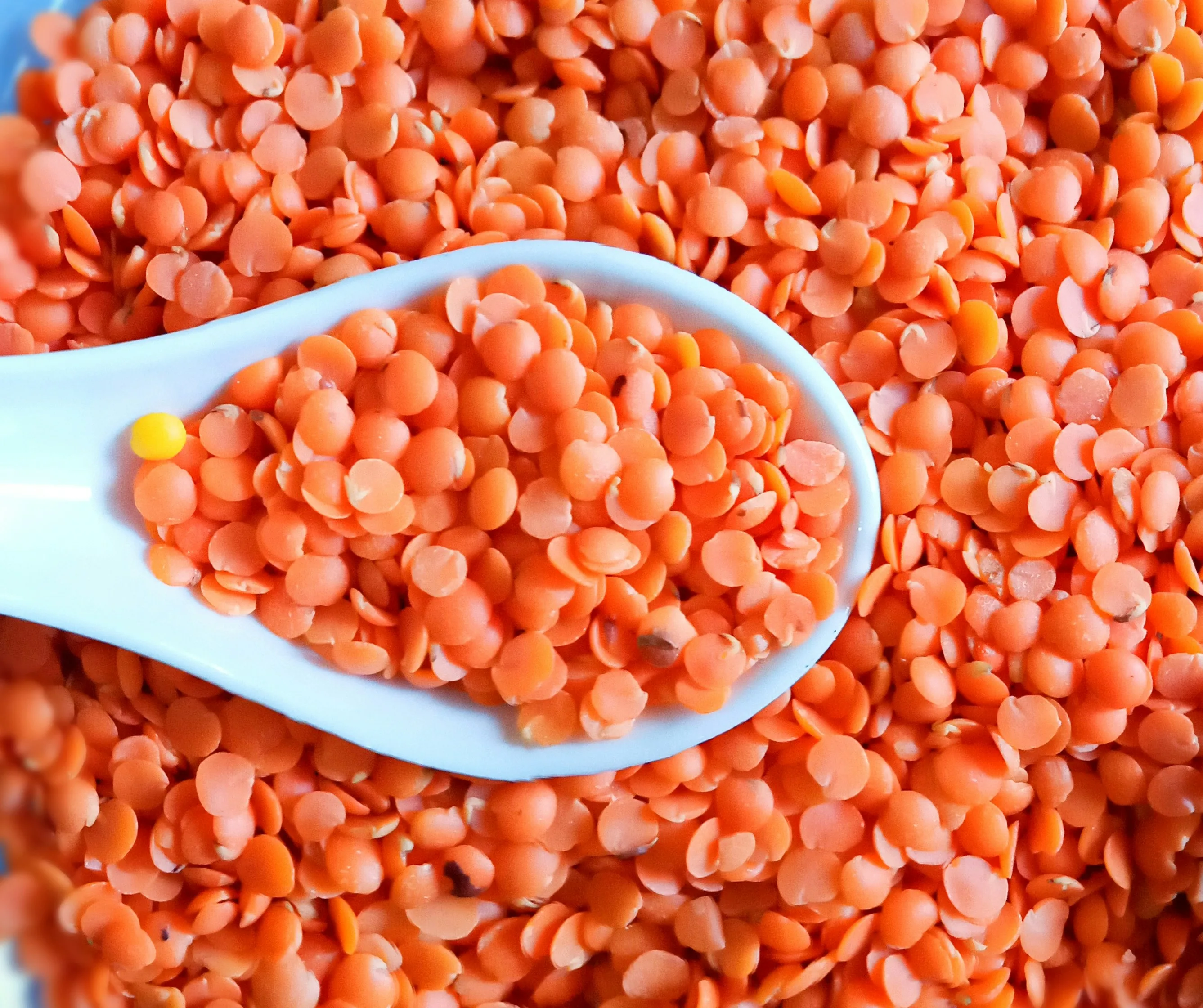 Lentilles corail cuites