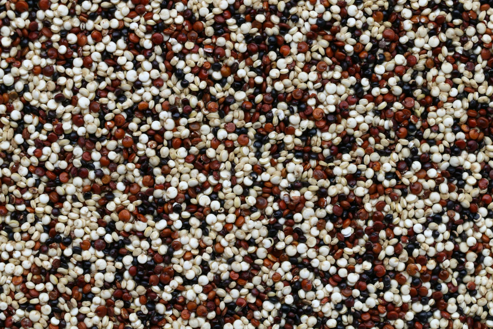 Quinoa cuit