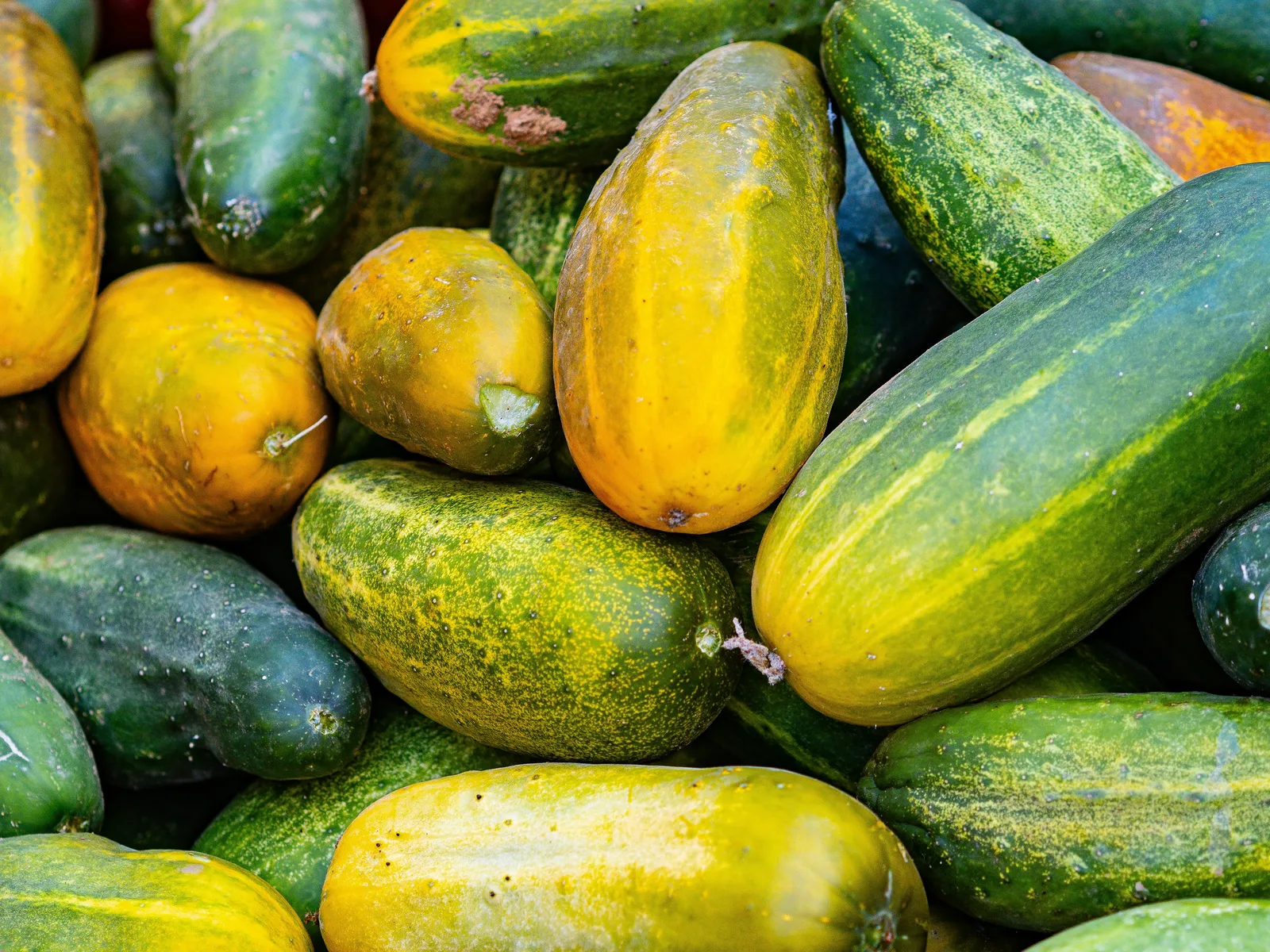 Courgette
