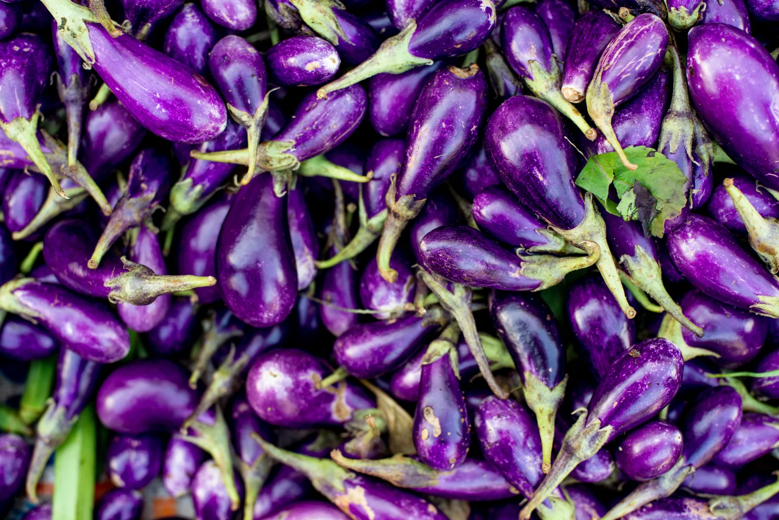 Aubergine