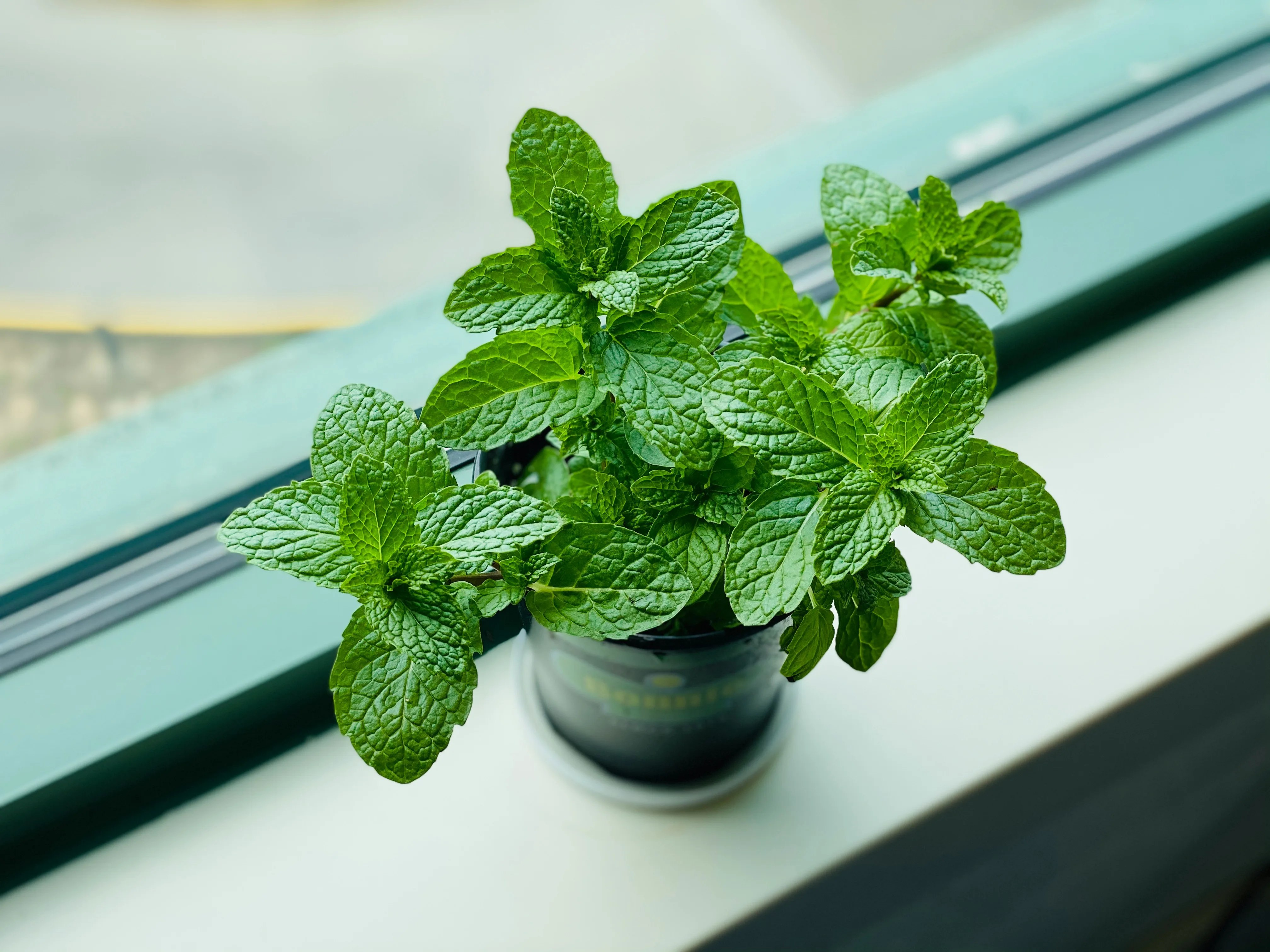 Menthe fraîche