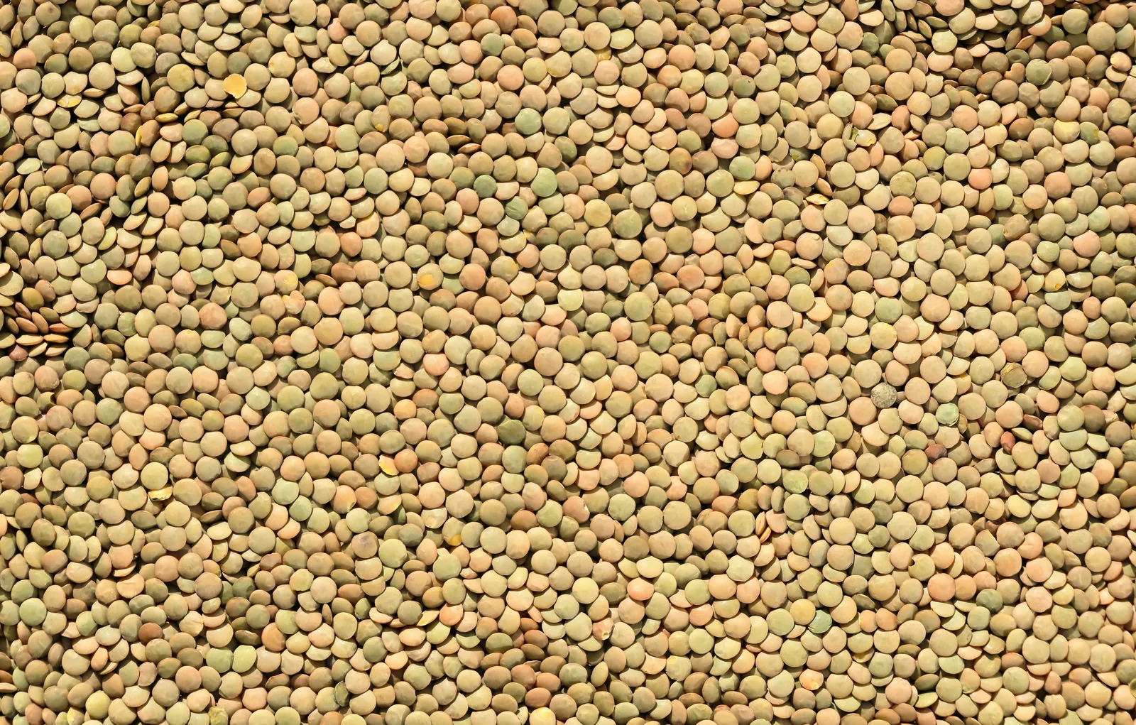 Lentilles vertes cuites